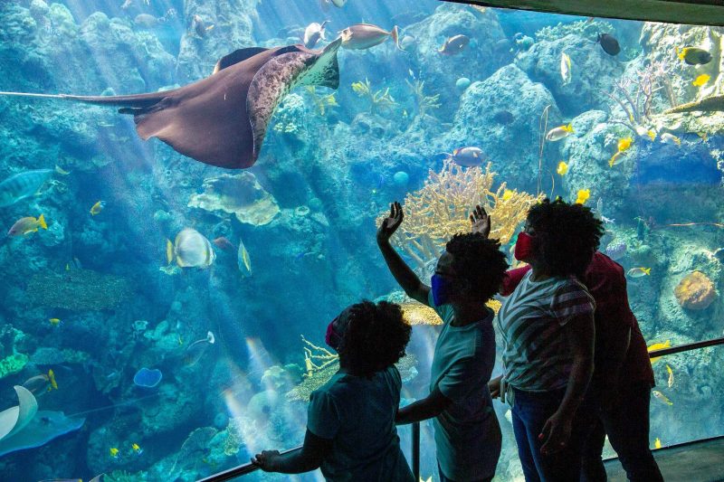 Aquarium of the Pacific2